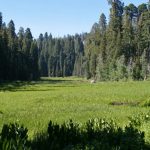 Meadow and Rose Covered Bridge